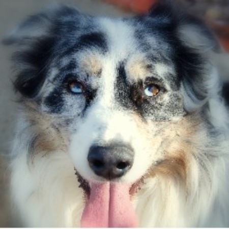 Australian Shepherd Dog breeder Bridger 15268