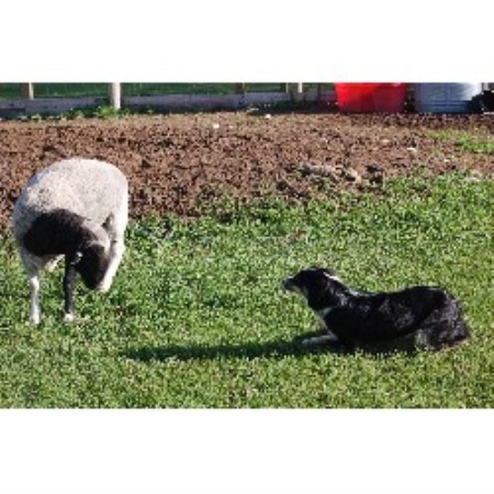 german shepherd puppies for sale in washington state shepherd puppies washington state australian shepherds for sale breeds picture german shepherd puppies for sale in washington state shepherd puppies washington state australian shepherds for sale breeds picture