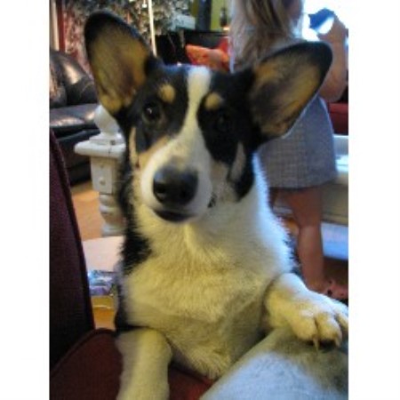 Pembroke Welsh Corgi Breeder in Statesboro, Georgia