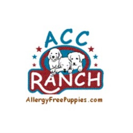Poodle Standard Breeder in Elbert, Colorado