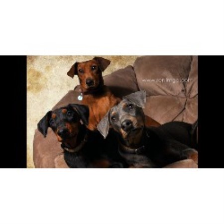 German Pinscher Breeder in Lancaster , California