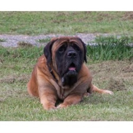 free puppies in hickory nc kiokee mastiffs mastiff breeder in hickory carolina listing id 15307 free puppies in hickory nc kiokee mastiffs mastiff breeder in hickory carolina listing id 15307