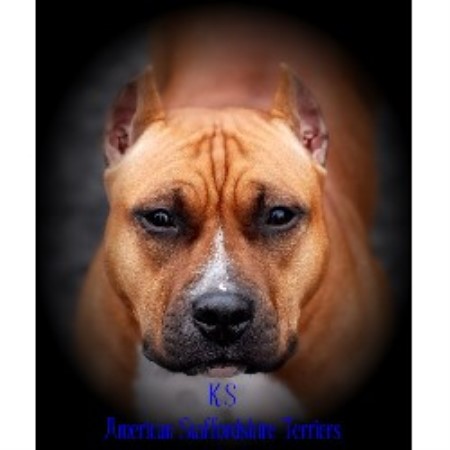 American Staffordshire Terrier breeder Portland 15324