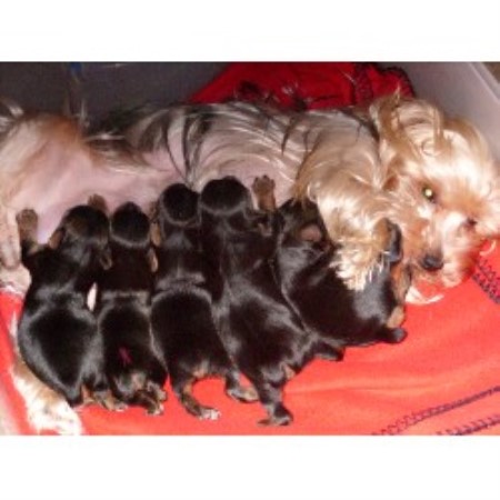 Yorkshire Terrier Breeder in Cleveland, Tennessee