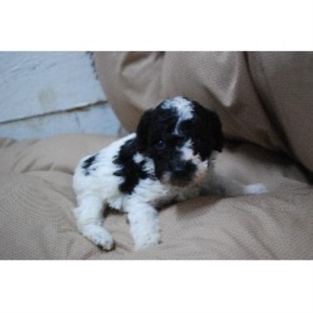 Poodle Toy Breeder in Fayetteville, Arkansas