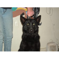 German Shepherd Dog Breeder in Knoxville, Tennessee