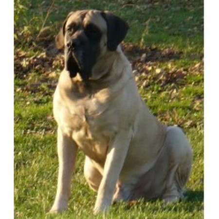 Mastiff Breeder in Lakeville, Ohio