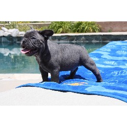 French Bulldog Stud in California