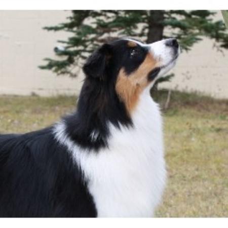 Australian Shepherd Dog Breeder in Lloydminster, Saskatchewan