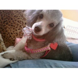 Poodle Toy Breeder in Bradenton, Florida