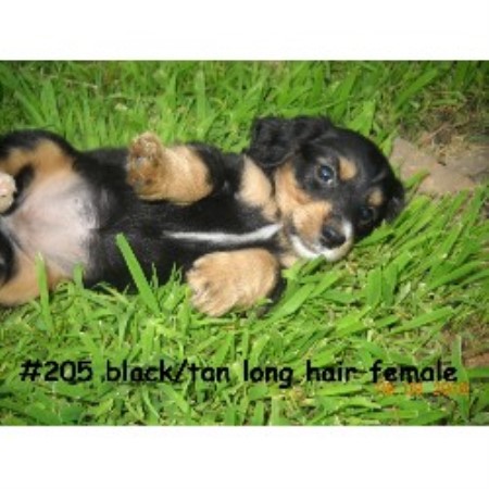 puppies for sale in northwest arkansas puppies for sale northwest arkansas breeds picture puppies for sale in northwest arkansas puppies for sale northwest arkansas breeds picture
