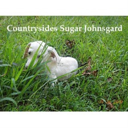 Dachshund Breeder in Clinton, Arkansas