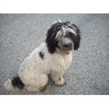 Old English Sheepdog Breeder in Spokane, Washington