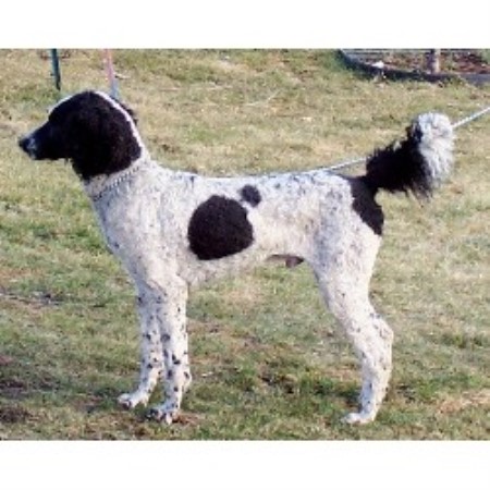 Poodle Standard Breeder in Spokane, Washington