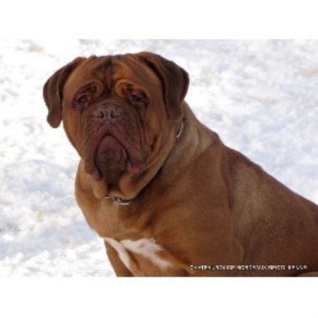 Dog De Bordeaux Rescue Ontario Dog De Bordeaux Rescue Ontario