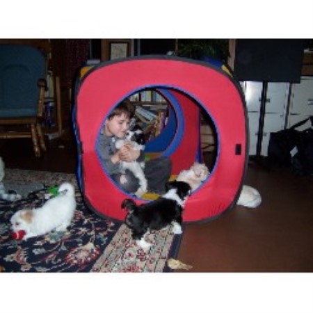 dreamland havanese land havanese havanese breeder in mcminnville oregon dreamland havanese land havanese havanese breeder in mcminnville oregon