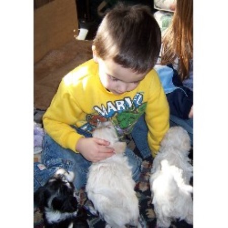 dreamland havanese land havanese havanese breeder in mcminnville oregon dreamland havanese land havanese havanese breeder in mcminnville oregon