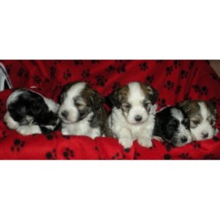 dreamland havanese havanese breeders in oregon freedoglistings dreamland havanese havanese breeders in oregon freedoglistings