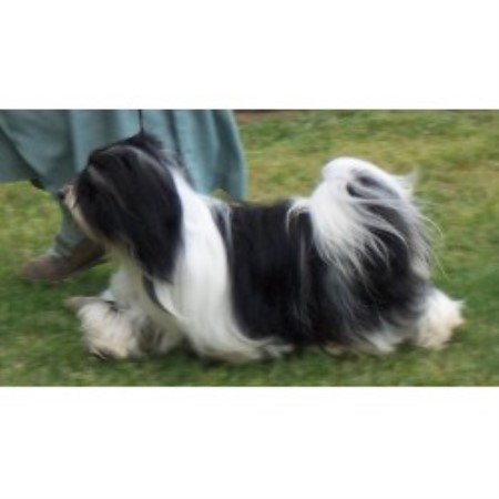 dreamland havanese havanese breeder havanese breeders havanese breeder washington breeds picture dreamland havanese havanese breeder havanese breeders havanese breeder washington breeds picture