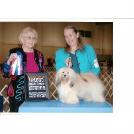 havanese breeders dallas puppies for sale certified havanese breeders havanese dogs for breeds picture havanese breeders dallas puppies for sale certified havanese breeders havanese dogs for breeds picture