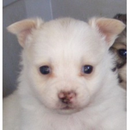 Chihuahua Breeder in Burlington, North Carolina
