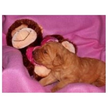 golden retriever rescue springfield mo labrador retriver puppies in springfield mo breeds picture golden retriever rescue springfield mo labrador retriver puppies in springfield mo breeds picture