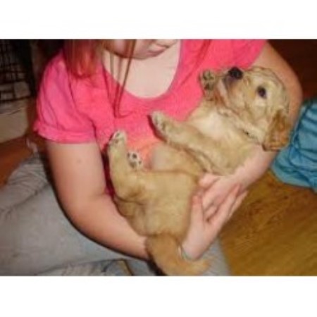 golden retriever rescue springfield mo beasley doodles poodles goldendoodle breeder in everton missouri golden retriever rescue springfield mo beasley doodles poodles goldendoodle breeder in everton missouri