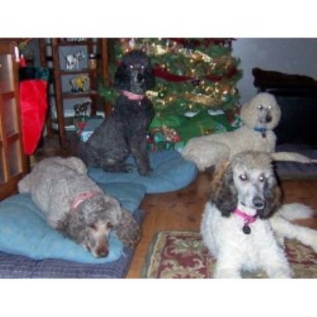 Poodle Standard Breeder in Columbia Station, Ohio