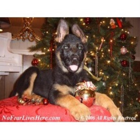 German Shepherd Dog Breeder in Henagar, Alabama