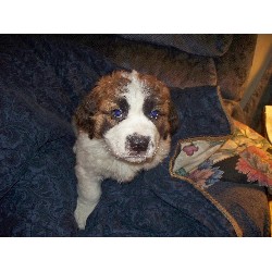 Saint Bernard Breeder in Morrisdale, Pennsylvania