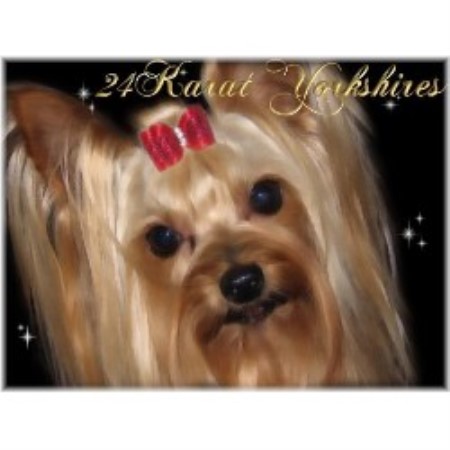 arizona yorkie breeders 24karat yorkies terrier breeder in mesa arizona listing id 15420 arizona yorkie breeders 24karat yorkies terrier breeder in mesa arizona listing id 15420
