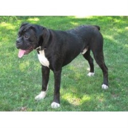free boxer puppies in pa akc breeders in pa breeds picture free boxer puppies in pa akc breeders in pa breeds picture
