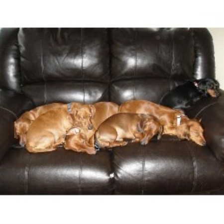 Dachshund breeder Garrett 15426
