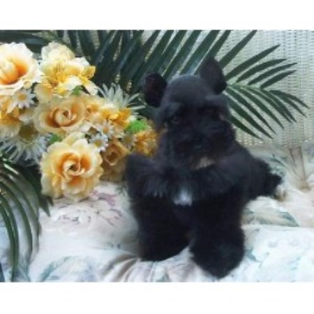 Miniature Schnauzer Breeder in Vale, North Carolina