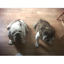 English Bulldog Breeder in Fredericksburg, Ohio