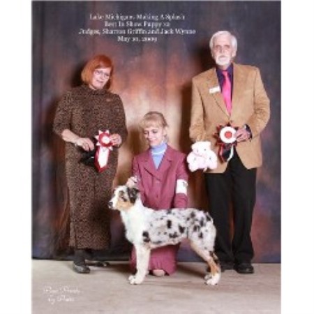 Australian Shepherd Dog Breeder in South Lyon Mi, Michigan