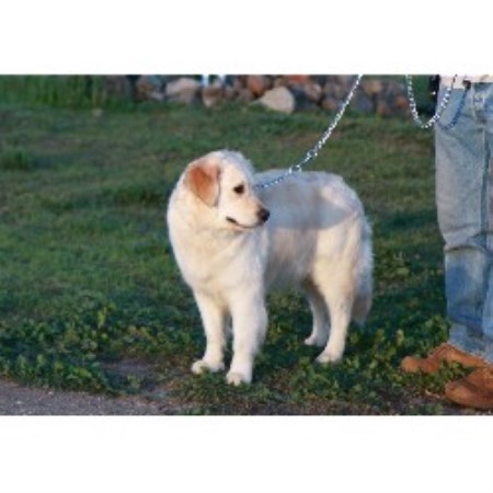 Golden Retriever Breeder in Murrieta, California