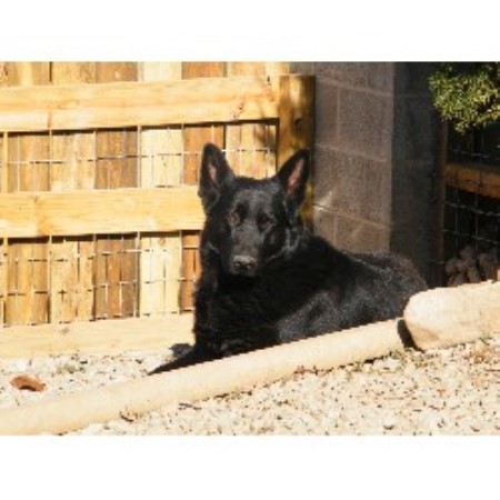 German Shepherd Dog Breeder in Nescopeck, Pennsylvania