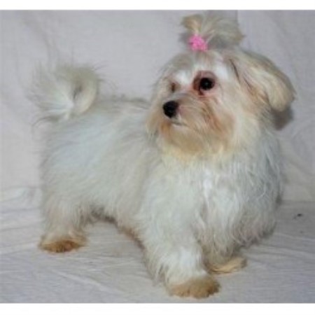 Maltese Breeder in Edmonton, Alberta