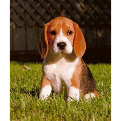 Beagle Breeder in Modesto, California