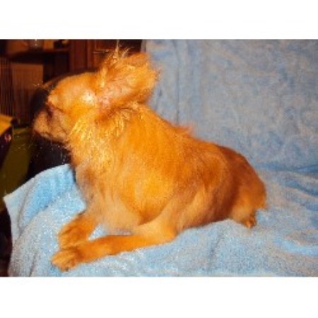 Chihuahua Breeder in Gallipolis, Ohio
