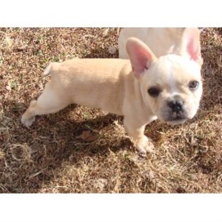 French Bulldog Breeder in Burleson, Texas
