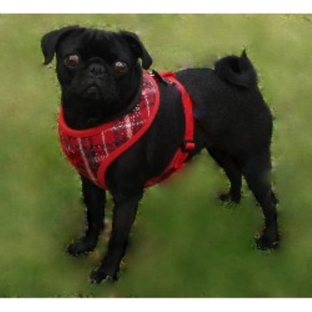 pug breeders in kentucky tsuru kennel pug breeder in hopkinsville kentucky listing id 15465 pug breeders in kentucky tsuru kennel pug breeder in hopkinsville kentucky listing id 15465