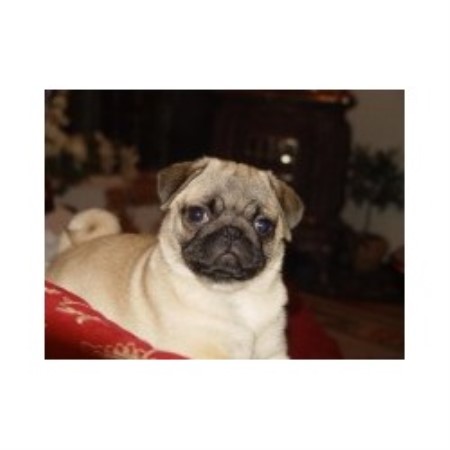 pug breeders in kentucky tsuru kennel pug breeder in hopkinsville kentucky listing id 15465 pug breeders in kentucky tsuru kennel pug breeder in hopkinsville kentucky listing id 15465