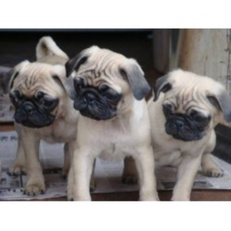pug breeders in kentucky tsuru kennel pug breeder in hopkinsville kentucky listing id 15465 pug breeders in kentucky tsuru kennel pug breeder in hopkinsville kentucky listing id 15465