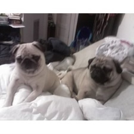 pug breeders in kentucky tsuru kennel pug breeder in hopkinsville kentucky pug breeders in kentucky tsuru kennel pug breeder in hopkinsville kentucky