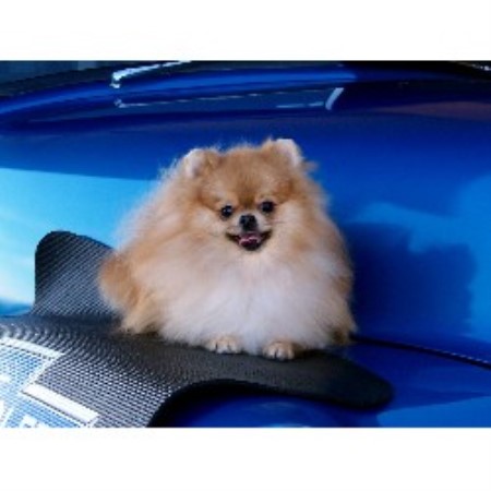 pomeranian puppies for sale in virginia pomeranian breeders in breeds picture pomeranian puppies for sale in virginia pomeranian breeders in breeds picture