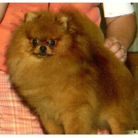 pomeranian breeders va m t kennel pomeranian breeder in winchester virginia pomeranian breeders va m t kennel pomeranian breeder in winchester virginia