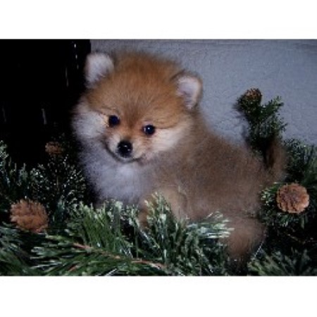 pomeranian breeders va m t kennel pomeranian breeder in winchester virginia listing id 15471 pomeranian breeders va m t kennel pomeranian breeder in winchester virginia listing id 15471