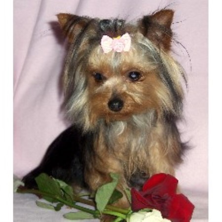 yorkie puppies for adoption in va